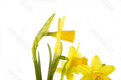 yellow daffodil
