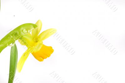 yellow daffodil