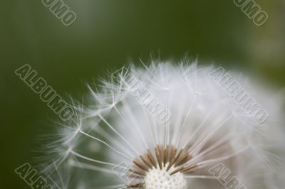 dandelion