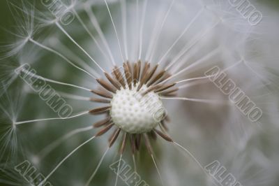 dandelion