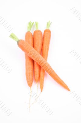 fresh carrots