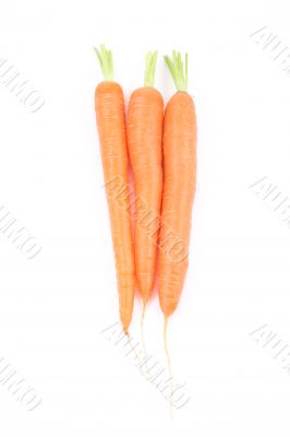 fresh carrots