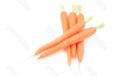 fresh carrots