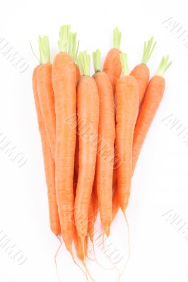 fresh carrots