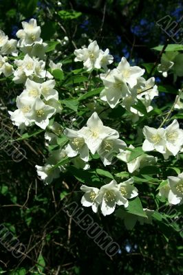 Blossom Jasmine