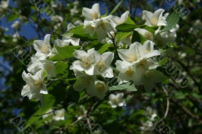 Blossom Jasmine