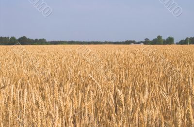 Wheat Field