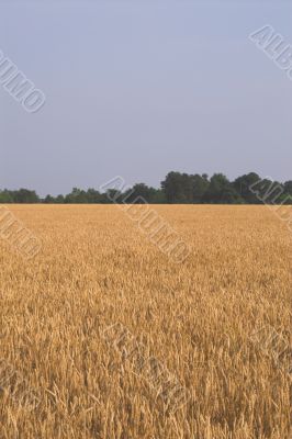 Wheat Field