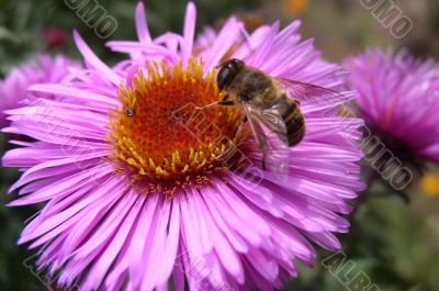 Bee on a Flower