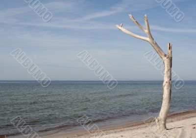 A Tree at the Beach