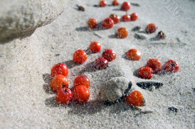 Berries on the Sand