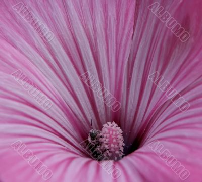 A Pink Flower