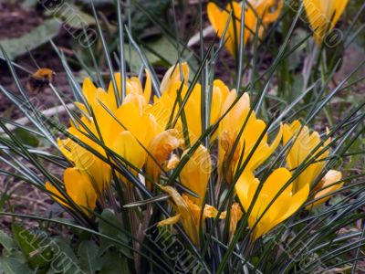 flowers