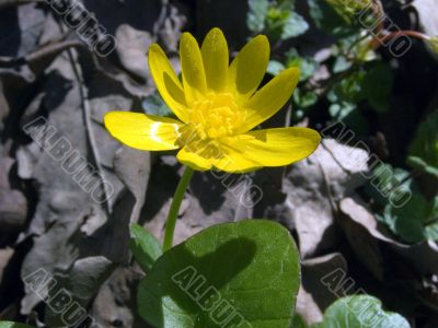 flowers