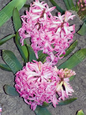 flowers, beauty