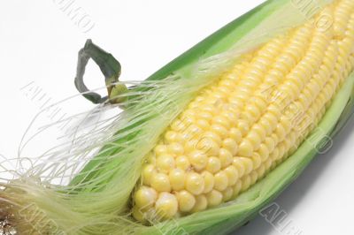 fresh ear of corn
