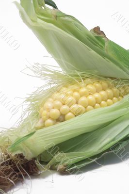 fresh ear of corn