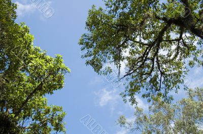 Trees