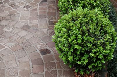 Floor and plant