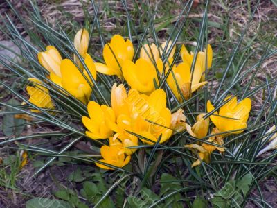 flowers