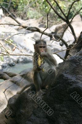The monkey
