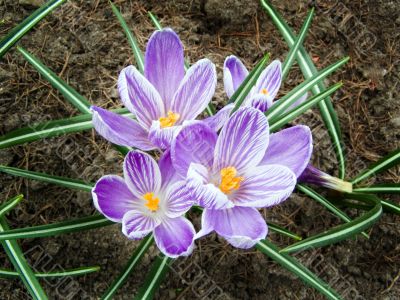 flowers