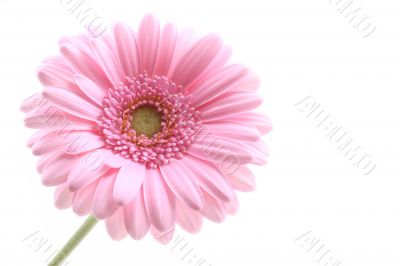 lovely pink gerbera isolated on white