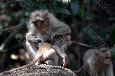 The monkey