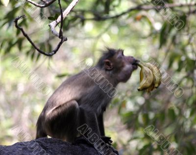 The monkey