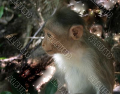 The monkey