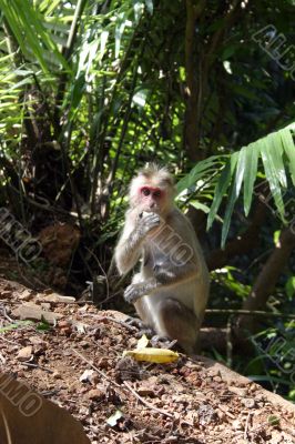The monkey