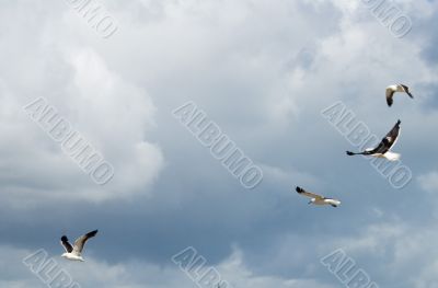 Seagull
