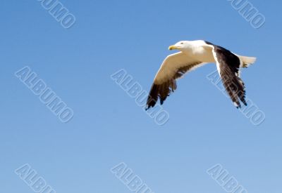 Seagull