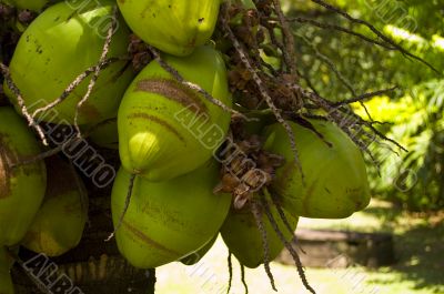 Coconut