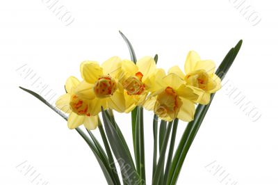 daffodils