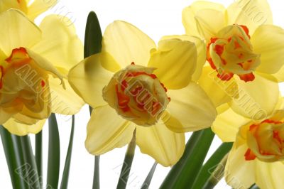 spring time!