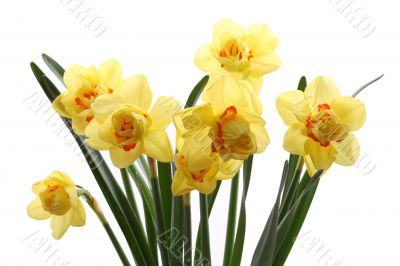 daffodils