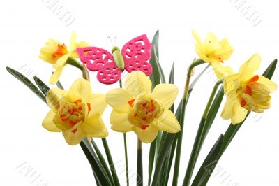 daffodils