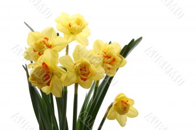 daffodils