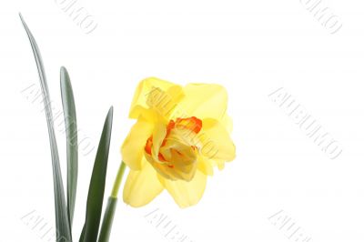 daffodil