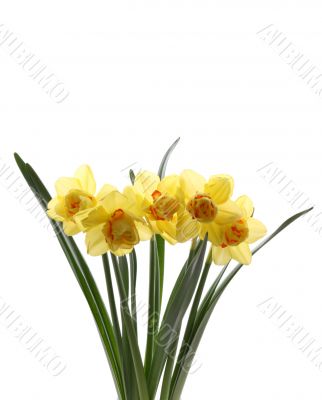 daffodils