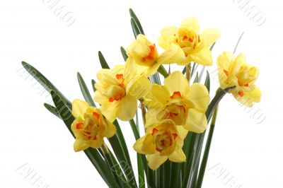 spring time!