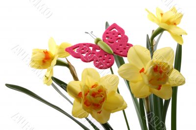 daffodils