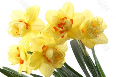 daffodils