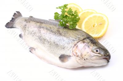 rainbow trout