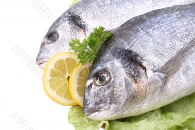 dorada fish