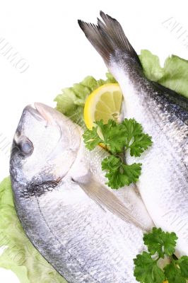 dorada fish
