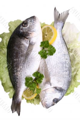 dorada fish