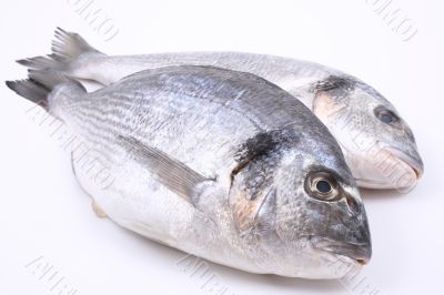dorada fish