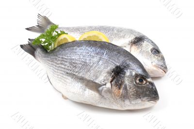 dorada fish